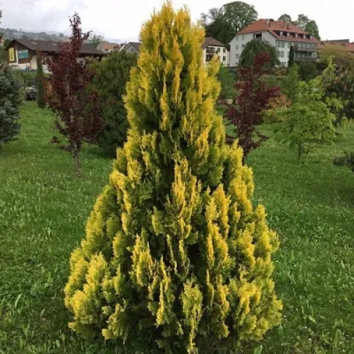 Туя ЕЛЛОУ РИББОН западная — описание сорта Туя ЕЛЛОУ РИББОН западная в Москве