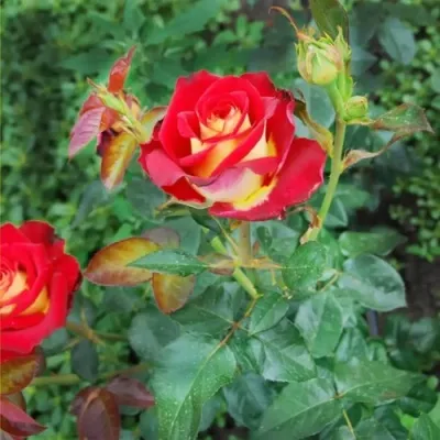 Саженцы роз ФРЕНДШИП чайно-гибридная — описание сорта Саженцы роз ФРЕНДШИП чайно-гибридная в Москве