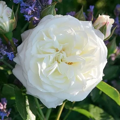 Саженцы роз АЛАБАСТЕР флорибунда  Саженцы роз АЛАБАСТЕР флорибунда в Москве