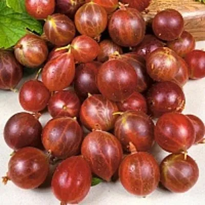 Крыжовник ОЛАВИ (ХИННОНМАЕН ПУНАЙНЕН) — описание сорта Крыжовник ОЛАВИ (ХИННОНМАЕН ПУНАЙНЕН) в Москве