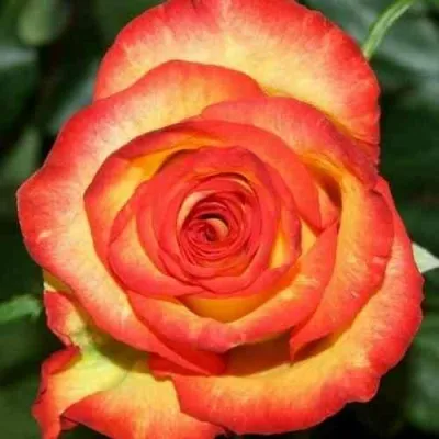 Саженцы роз ХАЙ МЭДЖИК чайно-гибридная — описание сорта Саженцы роз ХАЙ МЭДЖИК чайно-гибридная в Москве