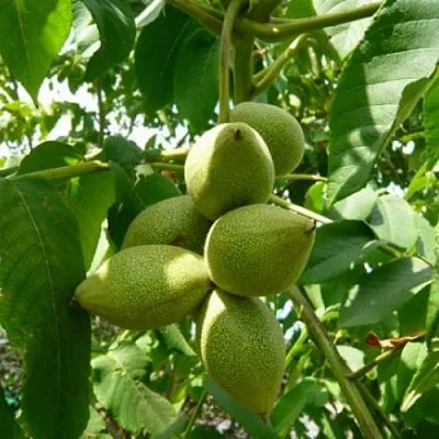 Маньчжурский орех   Маньчжурский орех  в Москве