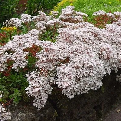 Очиток (седум) МУРАЛЕ белый  Очиток (седум) МУРАЛЕ белый в Москве