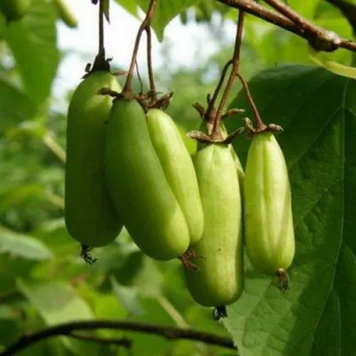 Актинидия ВИТАКОЛА коломикта — описание сорта Актинидия ВИТАКОЛА коломикта в Москве