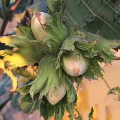 Фундук ВЕББА ЦЕННЫЙ — описание сорта Фундук ВЕББА ЦЕННЫЙ в Москве
