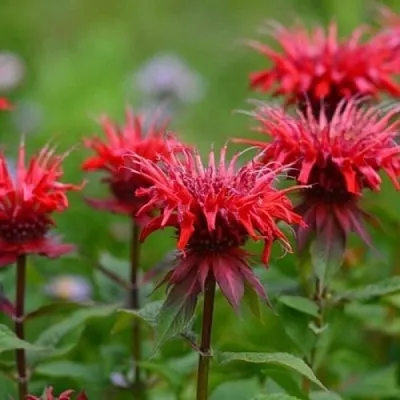Монарда ПАНОРАМА РЕД  Монарда ПАНОРАМА РЕД в Москве