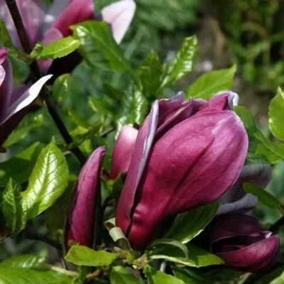 Магнолия НИГРА — описание сорта Магнолия НИГРА в Москве