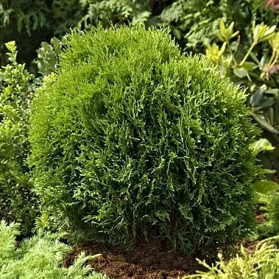 Туя ТИНИ ТИМ западная  Туя ТИНИ ТИМ западная в Москве