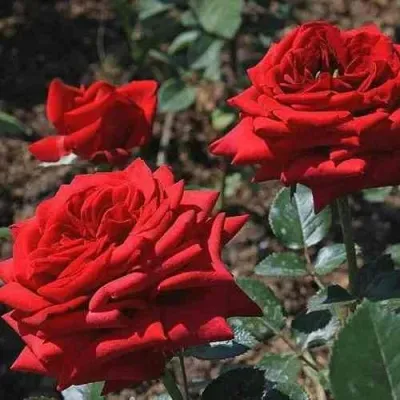 Саженцы роз РЕД КУИН чайно-гибридная — описание сорта Саженцы роз РЕД КУИН чайно-гибридная в Москве