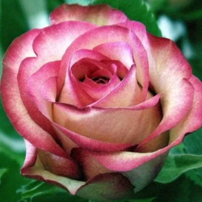 Саженцы роз КАРУСЕЛЬ чайно-гибридная — описание сорта Саженцы роз КАРУСЕЛЬ чайно-гибридная в Москве