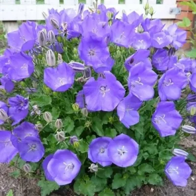 Колокольчик САНТА карпатский — описание сорта Колокольчик САНТА карпатский в Москве