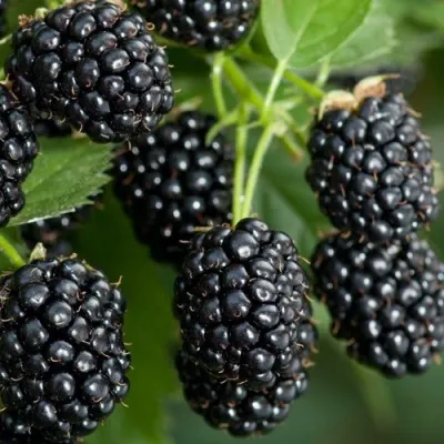 Ежевика ЧЕРНАЯ МАГИЯ ремонтантная — описание сорта Ежевика ЧЕРНАЯ МАГИЯ ремонтантная в Москве