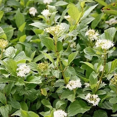 Дерен ФЛАВИРАМЕА отпрысковый   Дерен ФЛАВИРАМЕА отпрысковый  в Москве