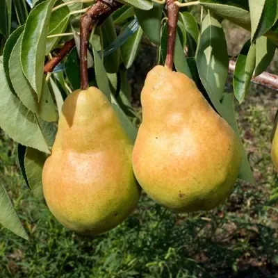 Груша ДЮШЕС ЛЕТНИЙ — описание сорта Груша ДЮШЕС ЛЕТНИЙ в Москве