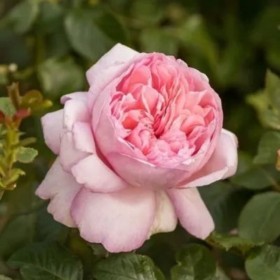 Саженцы роз МАУРИЦИЯ чайно-гибридная — описание сорта Саженцы роз МАУРИЦИЯ чайно-гибридная в Москве