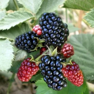 Ежевика ОРКАН бесшипная — описание сорта Ежевика ОРКАН бесшипная в Москве