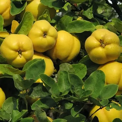 Цидония  Цидония в Москве