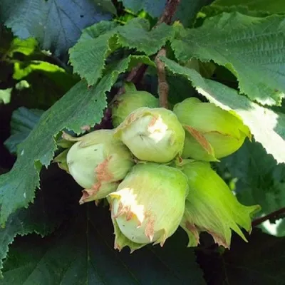 Фундук ТАМБОВСКИЙ РАННИЙ — описание сорта Фундук ТАМБОВСКИЙ РАННИЙ в Москве