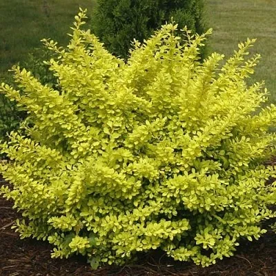 Барбарис АУРЕА тунберга  Барбарис АУРЕА тунберга в Москве