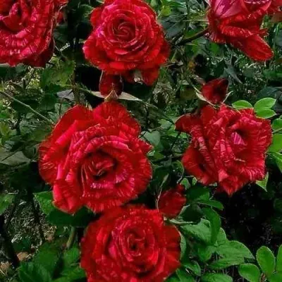 Саженцы роз РЕД ИНТУИШН чайно-гибридная в Москве