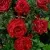Саженцы роз РЕД ИНТУИШН чайно-гибридная в Москве