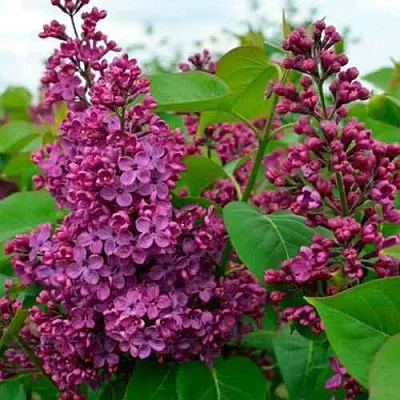 Сирень ЛЮДВИГ ШПЕТ  Сирень ЛЮДВИГ ШПЕТ в Москве