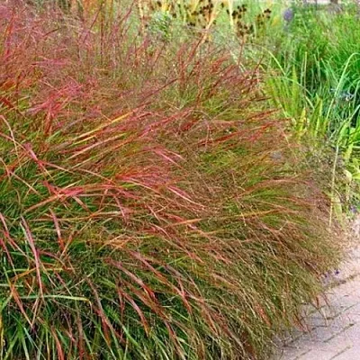 Просо ШЕНАНДО прутьевидное  Просо ШЕНАНДО прутьевидное в Москве