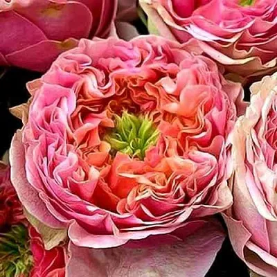 Саженцы роз ПИНК АЙ чайно-гибридная  Саженцы роз ПИНК АЙ чайно-гибридная в Москве