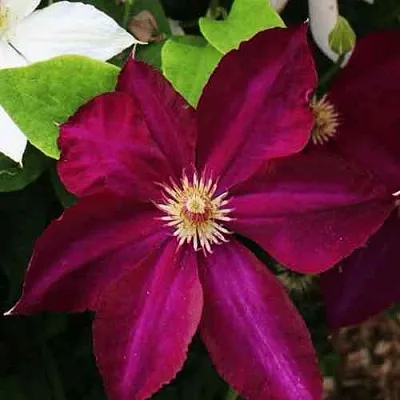 Клематис МАЗОВШЕ  Клематис МАЗОВШЕ в Москве