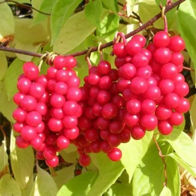 Лимонник ПЕРВЕНЕЦ китайский — описание сорта Лимонник ПЕРВЕНЕЦ китайский в Москве