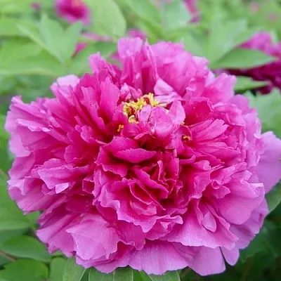 Пион ЛИЛОВАЯ ФАНТАЗИЯ древовидный  Пион ЛИЛОВАЯ ФАНТАЗИЯ древовидный в Москве