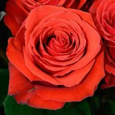 Саженцы роз МЕДАЛЬОН чайно-гибридная — описание сорта Саженцы роз МЕДАЛЬОН чайно-гибридная в Москве