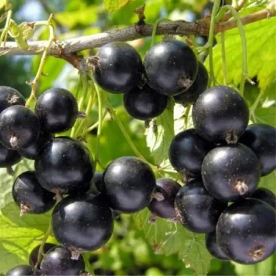 Смородина черная ОРЛОВСКИЙ ВАЛЬС — описание сорта Смородина черная ОРЛОВСКИЙ ВАЛЬС в Москве