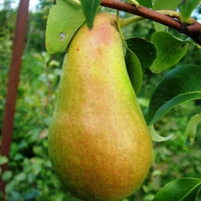 Груша АМФОРА — описание сорта Груша АМФОРА в Москве