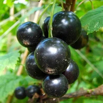 Смородина чёрная ЛЕНТЯЙ  Смородина чёрная ЛЕНТЯЙ в Москве