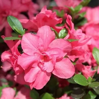 Азалия РОКОКО японская  Азалия РОКОКО японская в Москве