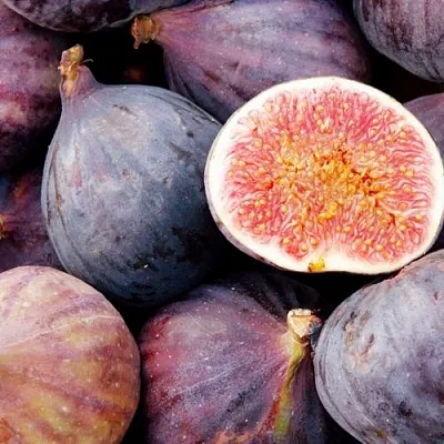 Инжир МУАССОН  Инжир МУАССОН в Москве