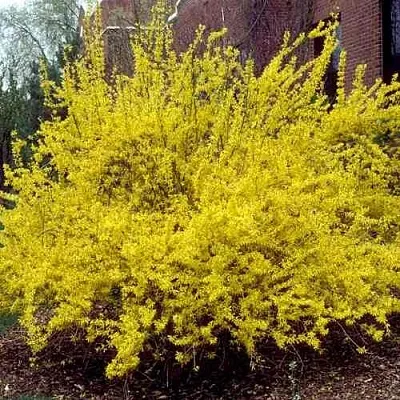 Форзиция ТАРАНДТ промежуточная  Форзиция ТАРАНДТ промежуточная в Москве