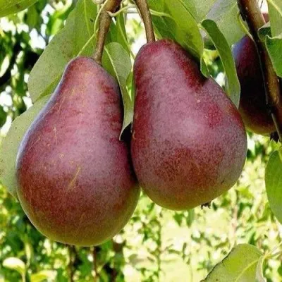 Груша с красной мякотью КРАСНАЯ ИЗ СААРЕМА — описание сорта Груша с красной мякотью КРАСНАЯ ИЗ СААРЕМА в Москве