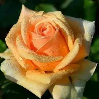 Саженцы роз ГЕЙША чайно-гибридная в Москве