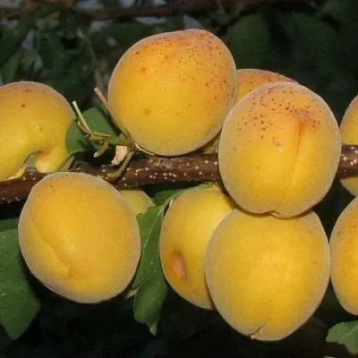 Абрикос ДЕСЕРТНЫЙ ГОЛУБЕВА  Абрикос ДЕСЕРТНЫЙ ГОЛУБЕВА в Москве