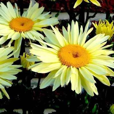 Нивяник БРОДВЕЙ ЛАЙТС великолепный в Москве