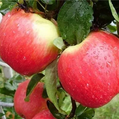 Яблоня ЖЕНЕВА (ЖЕНЕВА ЭРЛИ)  Яблоня ЖЕНЕВА (ЖЕНЕВА ЭРЛИ) в Москве