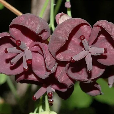Акебия  Акебия в Москве