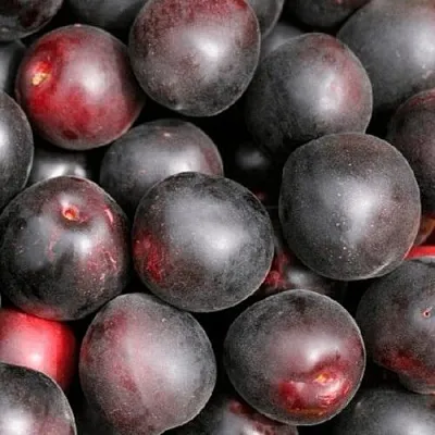 Абрикос ЧЕРНЫЙ ПРИНЦ  Абрикос ЧЕРНЫЙ ПРИНЦ в Москве