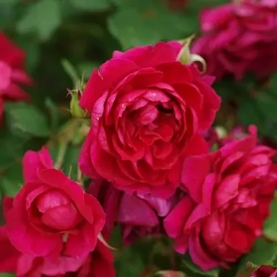 Саженцы роз КВАДРА плетистая  Саженцы роз КВАДРА плетистая в Москве