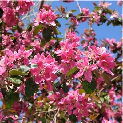 Яблоня ХЕЛЕНА декоративная  Яблоня ХЕЛЕНА декоративная в Москве