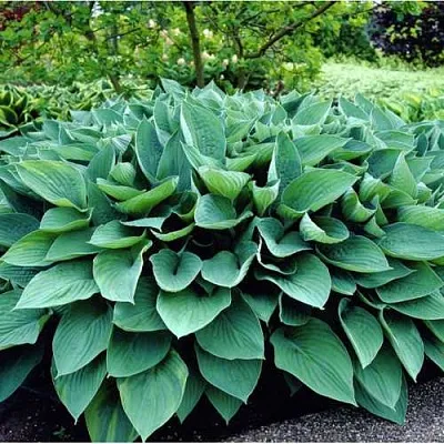Хоста МУНЛАЙТ СОНАТА гибридная  Хоста МУНЛАЙТ СОНАТА гибридная в Москве