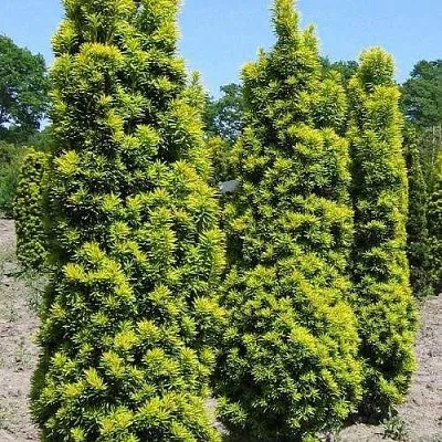 Тис ДАВИД ягодный  Тис ДАВИД ягодный в Москве