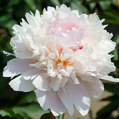 Пион АЛЕРТИ травянистый  Пион АЛЕРТИ травянистый в Москве